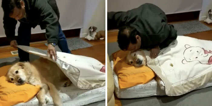 Dad Who Didn't Want A Dog Now Tucks Him In For Nap Time