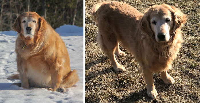 Dos años y muchos paseos después, Shiloh ha alcanzado su peso ideal.
