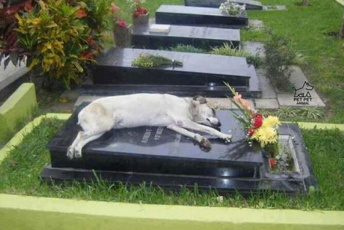 Un pastor alemán llamado Capitán ha dormido junto a la tumba de su dueño todas las noches a las 18 horas durante 6 años (2006-2012)