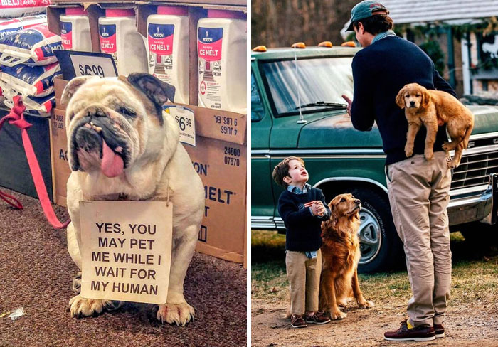 50 Uplifting Dog Posts To Make Your Day Better (New Pics)