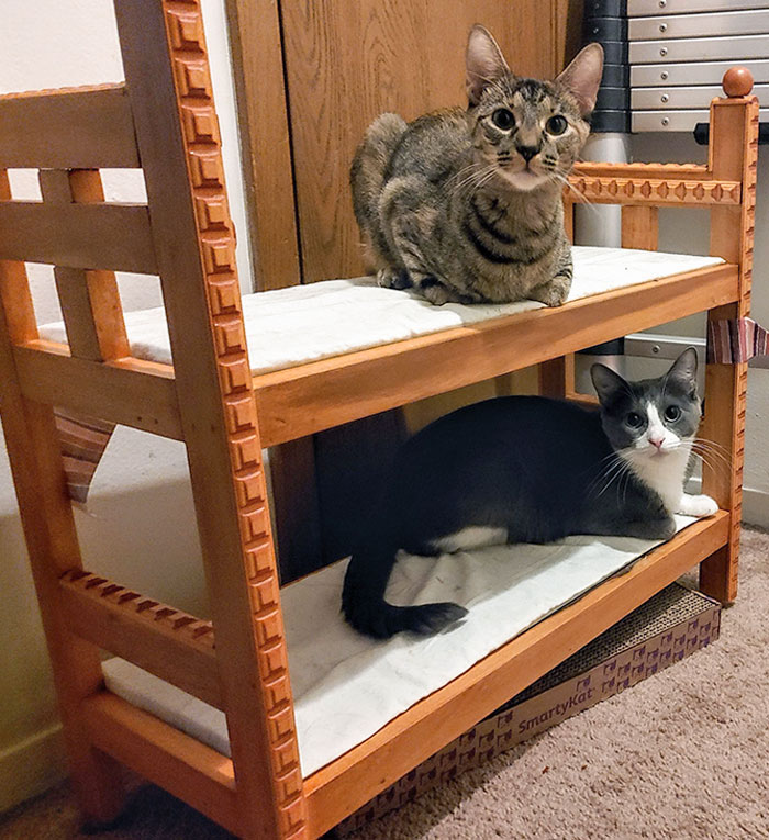 My Grandpa Handcrafted A Bunk Bed For Our Cats