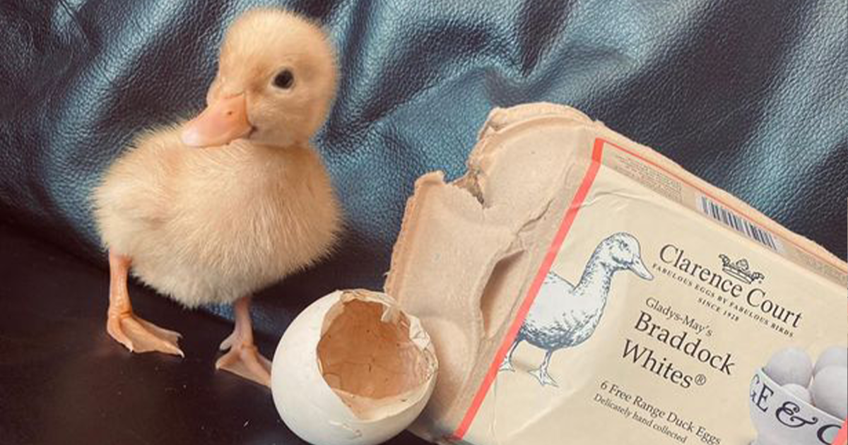 Woman Hatches Duck From Egg Bought From A Supermarket - Vimarsana News