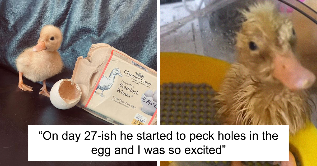 Woman Surprised After A TikTok Hack Worked And She Hatched A Duck From A Supermarket Egg - Vimarsana News