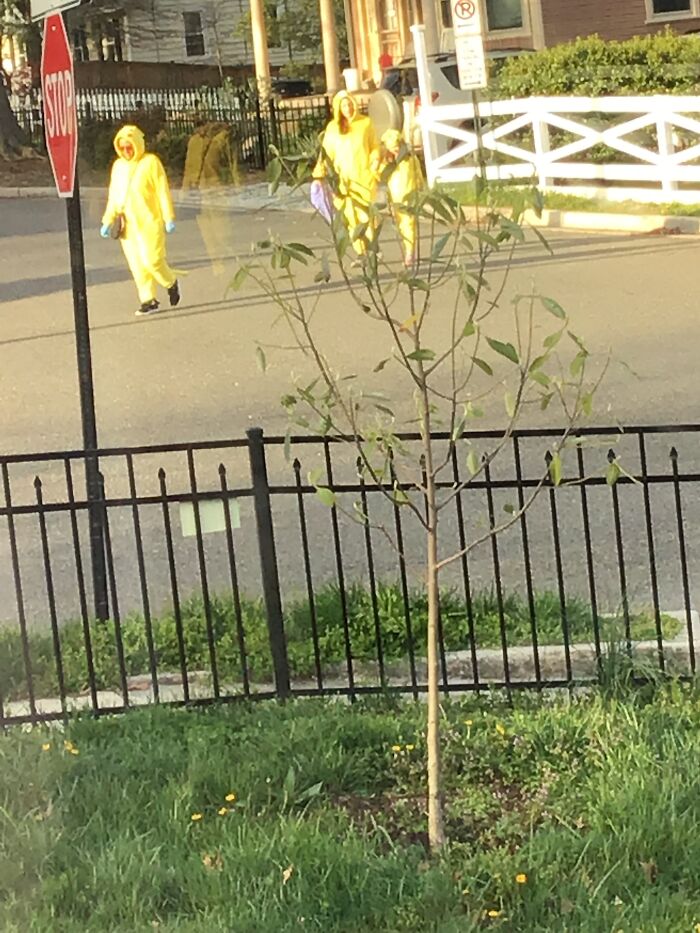 Oh, Just A Family Of Pikachu’s Walking Down The Street