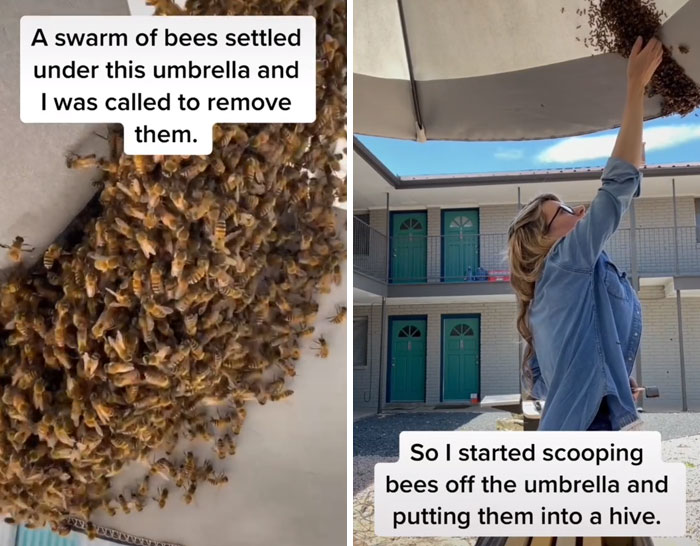 Beekeeper Rescues A Swarm Of Bees With Her Bare Hands And Gives Them A New Queen Bee, Goes Viral With 13.5M Views