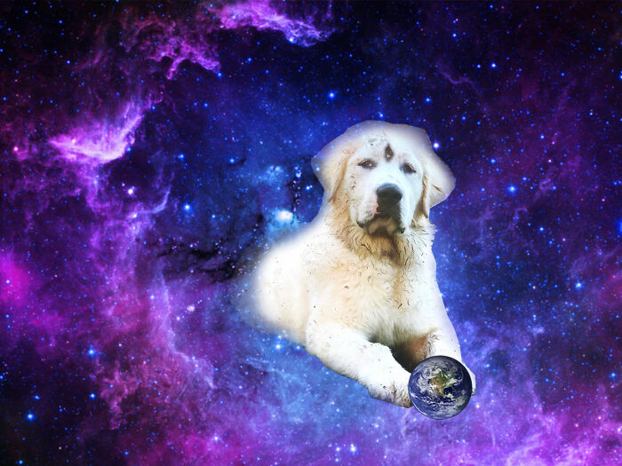 Space Lord Doggo