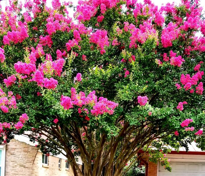 The Crepe Myrtle In My Front Yard