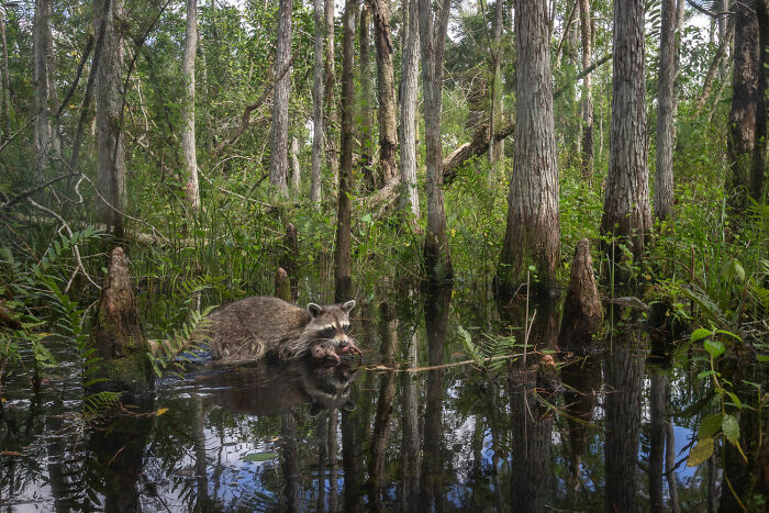 Terrestrial Wildlife, Finalist: 'Come High Water' By ‍mac Stone, Audubon's Corkscrew Swamp Sanctuary, United States
