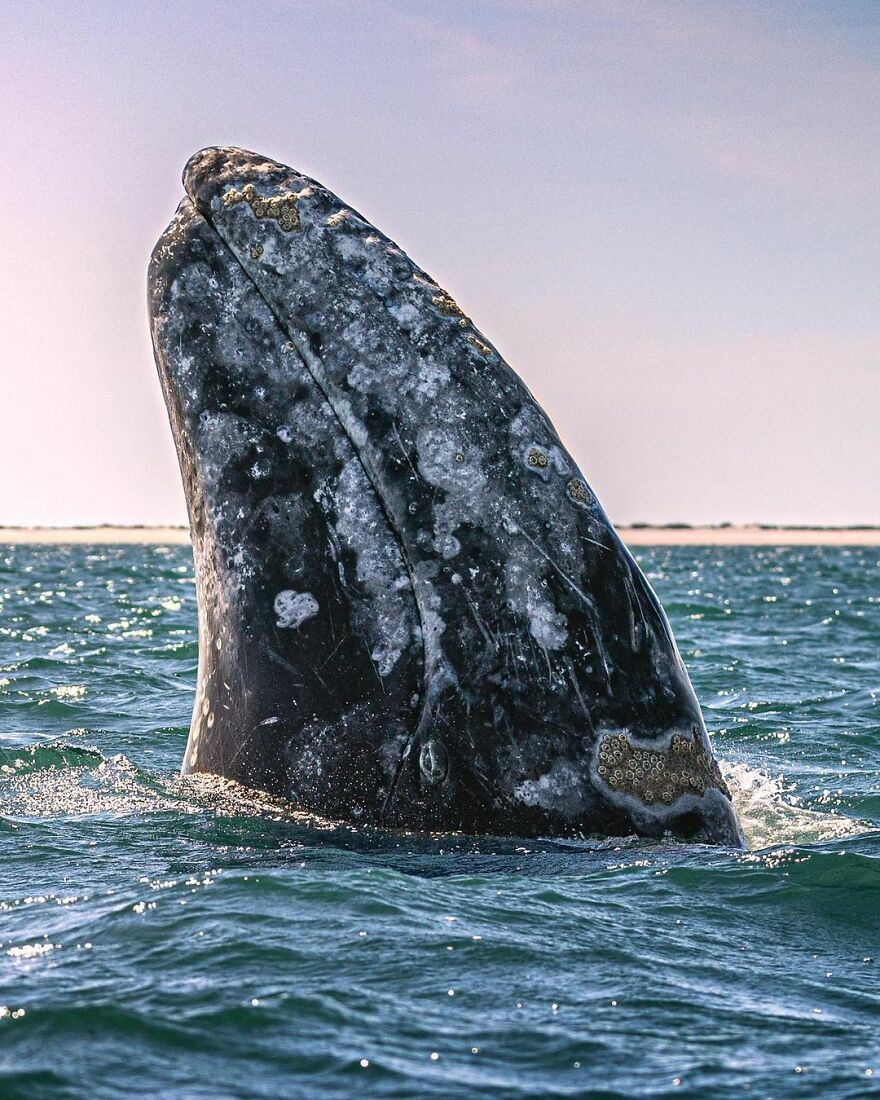 Photographer Spots Sneaky Grey Whale Next To Unsuspecting Whale Watchers