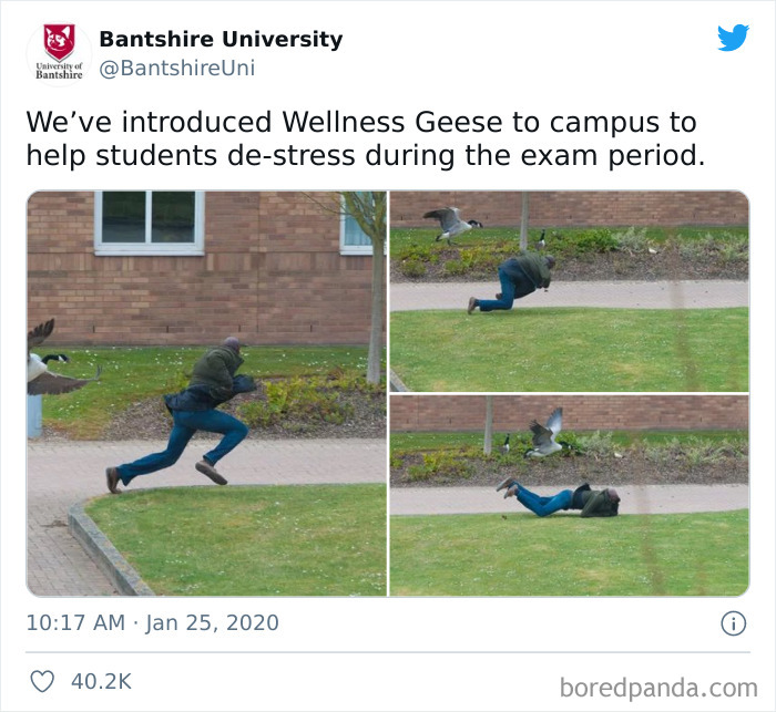 Thanks, I Hate Wellness Geese