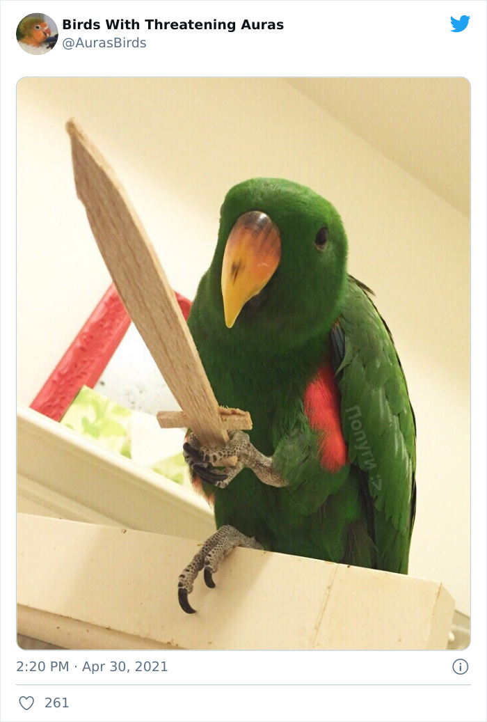 Cursed Images Of Birds It Looks So Cursed fyp foryou