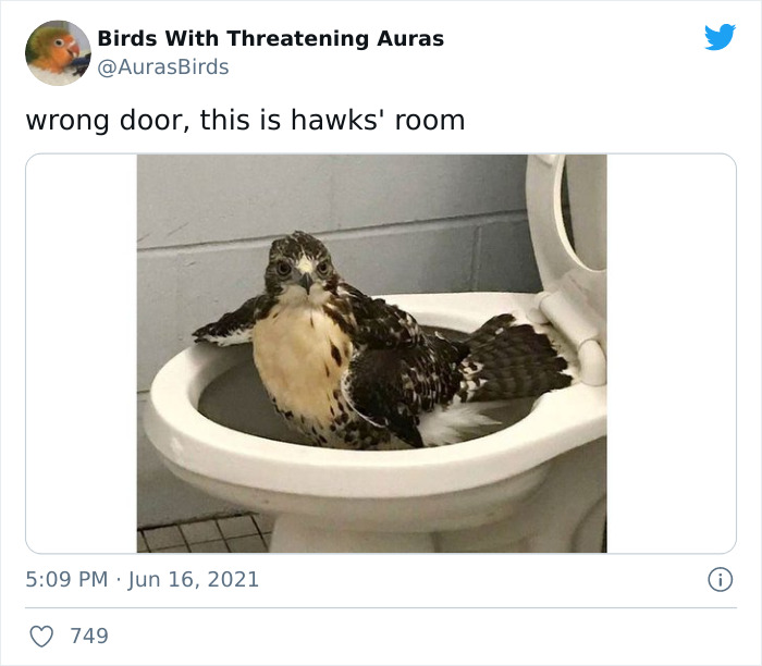 Birds-With-Threatening-Auras