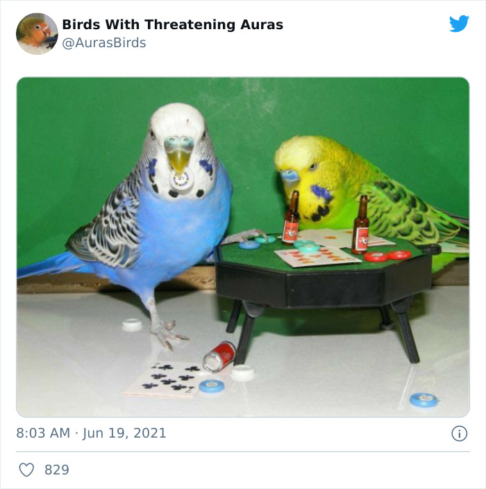 35 Cursed Pictures Of Birds Shared By Birds With Threatening Auras 