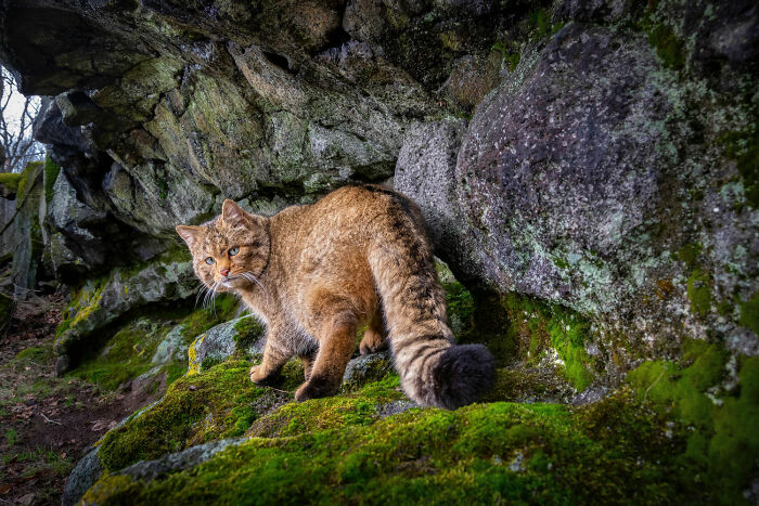 Terrestrial Wildlife, Finalist: 'Felis Silvestris' By Vladimir Cech Jr., Doupov Mountains, Czech Republic