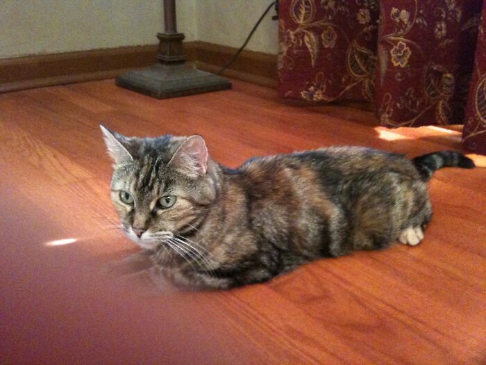 Her Name Was Kzin, Named After The Feline Warrior Race From The “Ringworld” Series By Larry Niven. She Was My 6 1/2 Pound Warrior. I Miss Her Greatly