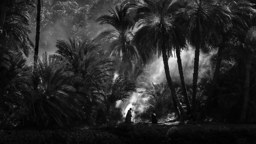 Palm Grove (1st Place In Nature And Landscape)