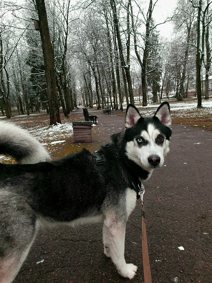 My Husky Named Loki After The Norse God Of Mischief And Marvel Character