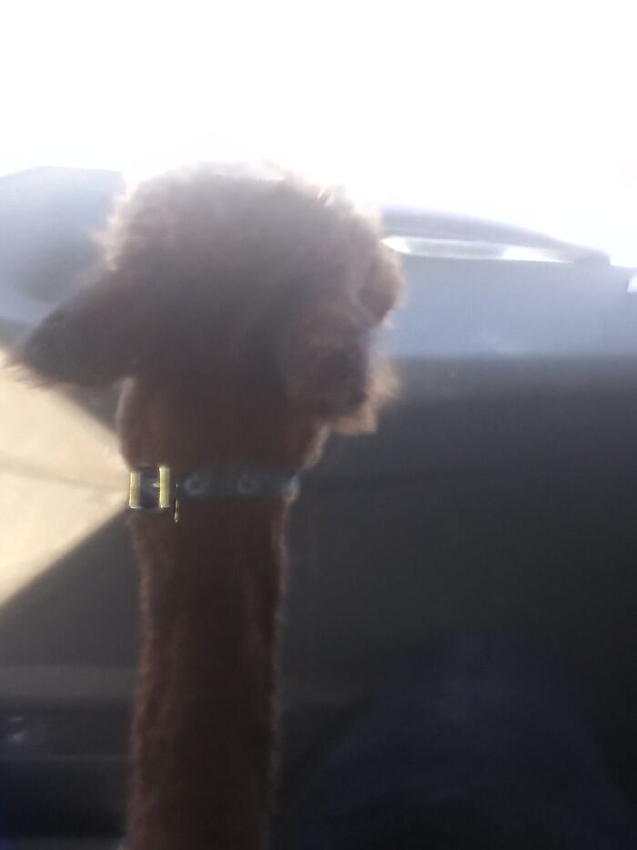 My Alpaca Staring Out The Window On His First Car Trip Home. He Couldn't Stop Looking At The Cars.
