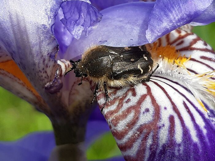 This Shaggy Beetle On An Iris Flower - Strange But Wonderful 😍