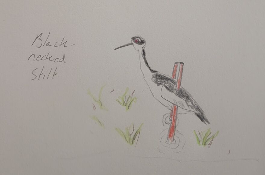 Canon Camera Misfires, So I Drew This Conclusion... Canon Camera Misfires, So I Drew This Conclusion...