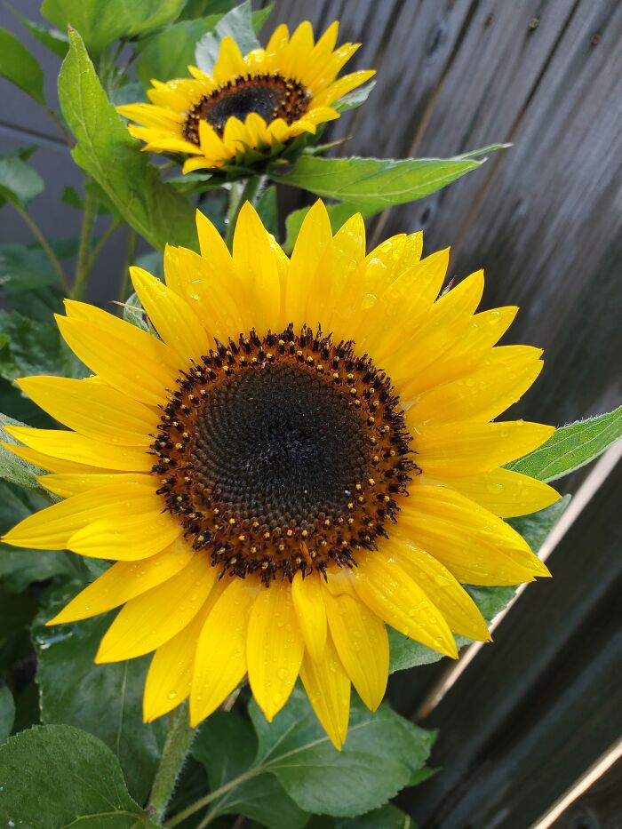 The Sunflowers In My Garden :)