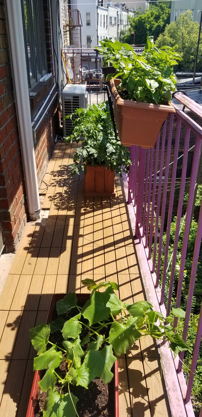 Our New NYC Apartment Has Balconies! I'm Growing Vegetables Outside My Bedroom. I Never Thought I Would Have Fresh Tomatoes Again.