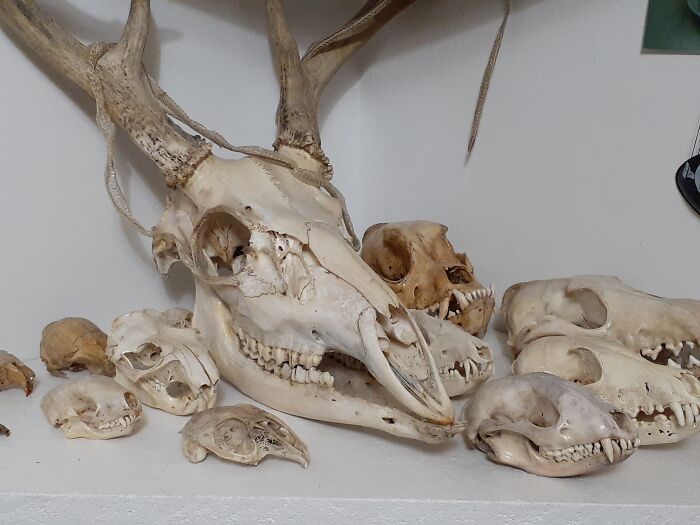 Cráneos. Tengo más de 100 de al menos 50 especies