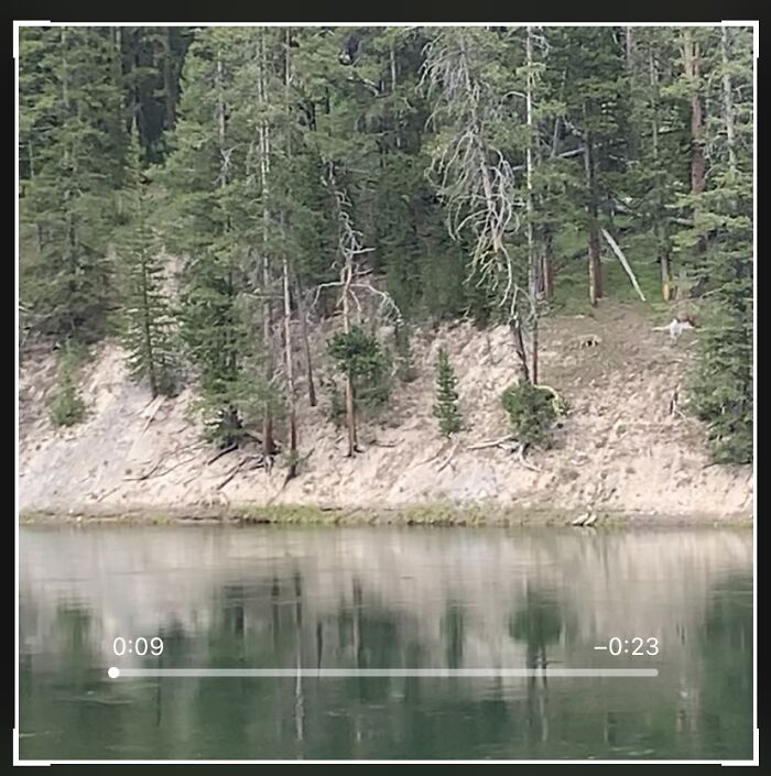 Yellowstone National Park. It’s Not Great Quality, I Had To Take A Screenshot Of A Video, But If You Look Closely About 1/4 In From The Bottom Left Along The Waterline, There’s A Gray Wolf Walking Along The Riverbank. We Wouldn’t Have Noticed If Not For The Coyote Barking At It, Which You Can See About 1/5 In From The Right And 2/5 Down. We Think The Wolf Got To Close To The Coyote’s Den, So She Was Trying To Scare It Away While Staying Very Far Back. We Were Across The River From Them, Which Is Why The Picture Is Such Bad Quality (It’s Zoomed In), But The Barking Was Very Loud Even Over Where We Were.