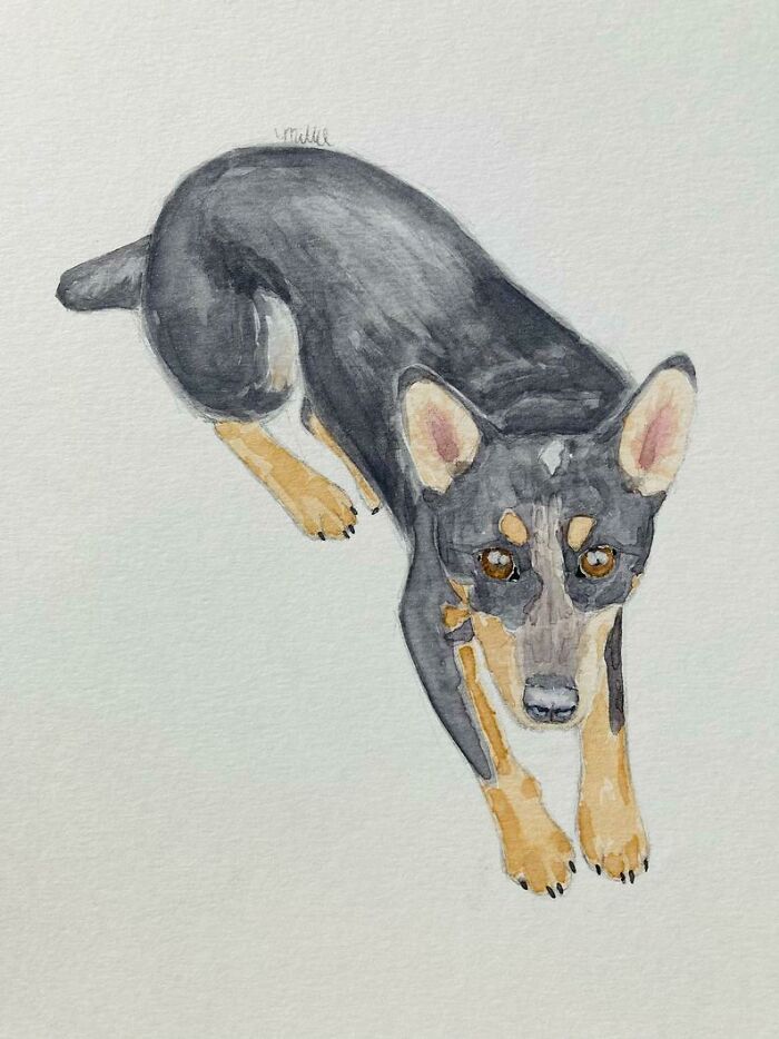 Drawn From A Photo. A Friend’s Dog