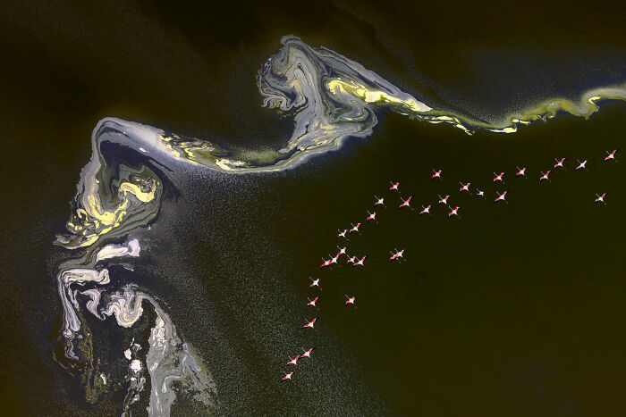 Winged Life, Finalist: 'Flamingo Flying Over Lake Magadi' By ‍yang Jiao, Magadi, Kenya
