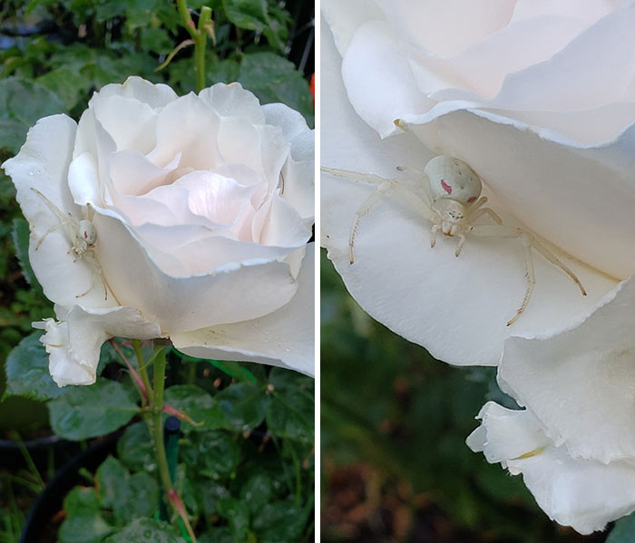 Estaba en el jardín... Me agaché para oler esta rosa y tomar una foto. No fue hasta después de que me levanté que me di cuenta de "El Castigador" Sólo esperando allí ... lol