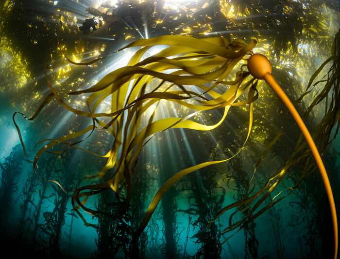 Landscapes, Waterscapes, And Flora: Finalist: 'Fight Of A Light-Time In The Kelp Cathedral' By Patrick Webster, Carmel Bay State Marine Conservation Area, United States