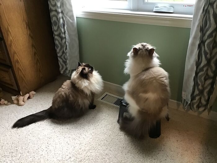 My Cats Hearing Birds Outside