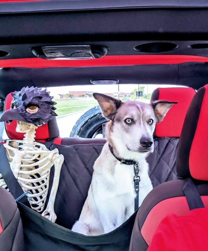 "My Skeleton That Rides In The Jeep. The Dog Clearly Hates It"