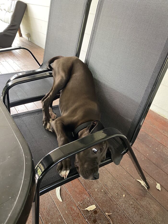 The Moment He Realised He Was To Big For The Chair.