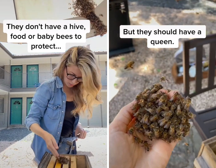 Beekeeper Rescues A Swarm Of Bees With Her Bare Hands And Gives Them A New Queen Bee, Goes Viral With 13.5M Views