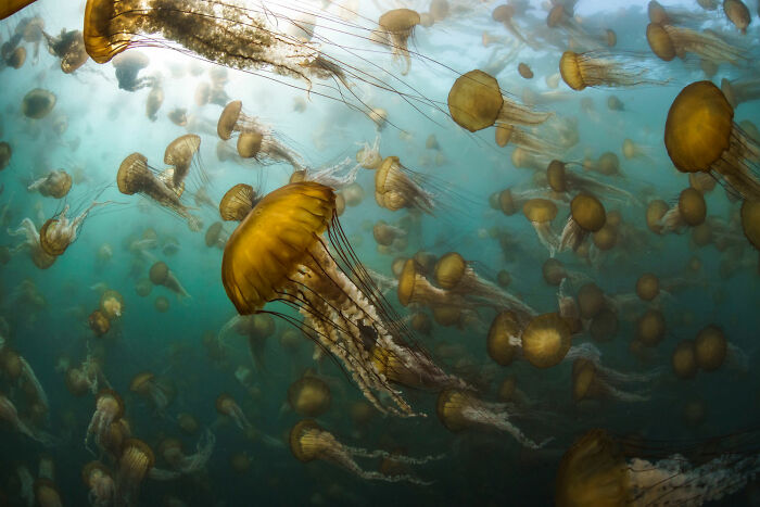 Aquatic Life, Finalist: 'Jelly Smack' By ‍joseph Platko, Monterey, United States