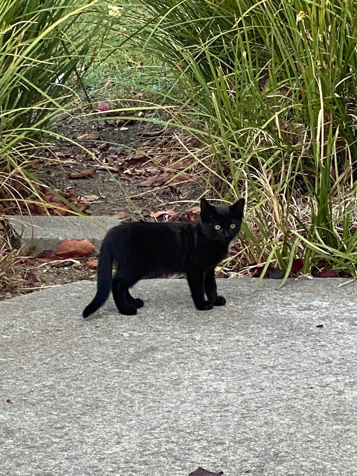I Saw This Cat In My Neighborhood. I Think It Is A Kitten