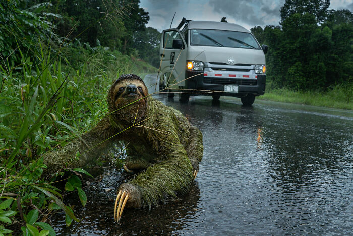 Human/Nature, Finalist: 'Why Did The Sloth Cross The Road?' By Andrew Whitworth, Osa Peninsula, Costa Rica