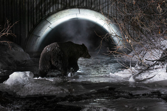 Photo Story: Out Of The Ordinary: 'Klukshu Ice Bears 3/6' By ‍peter Mather, Yukon Territory, Canada