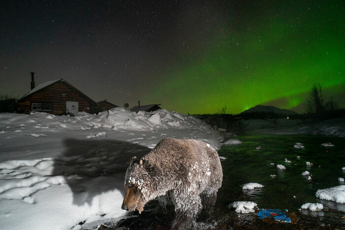 Photo Story: Out Of The Ordinary: 'Klukshu Ice Bears 6/6' By ‍peter Mather, Yukon Territory, Canada
