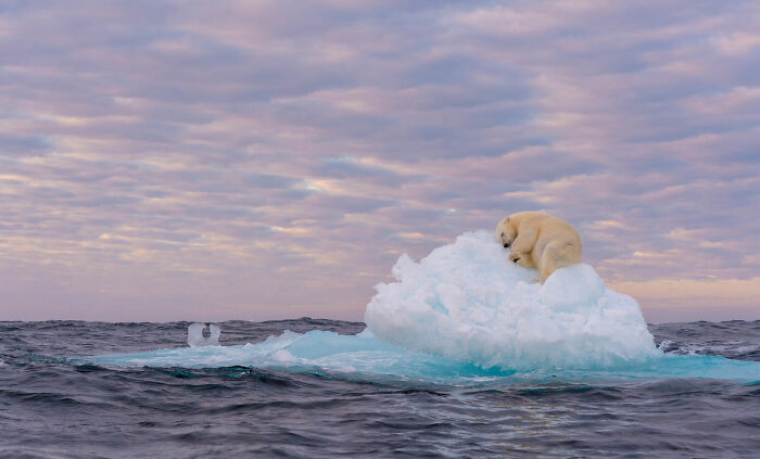 Aquatic Life, Finalist: 'Treasure On Ice' By ‍marek Jackowski, Svalbard, Norway