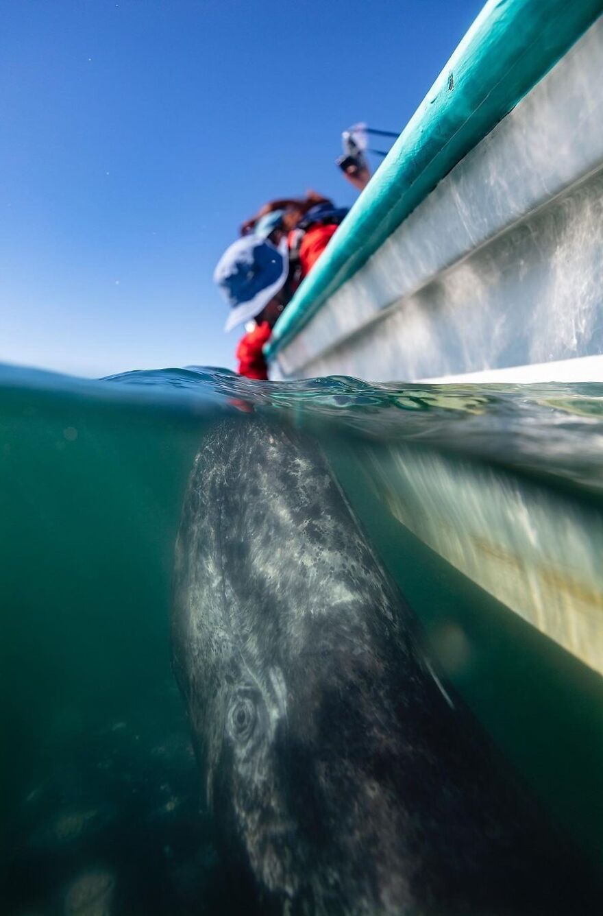 Photographer Spots Sneaky Grey Whale Next To Unsuspecting Whale Watchers