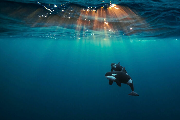 Aquatic Life, Finalist: 'Orcas Under The Arctic Sun' By ‍andy Schmid, Skjervøy, Norway