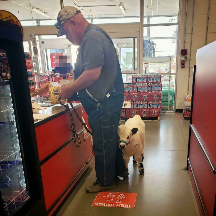 Calf In The Checkout Line