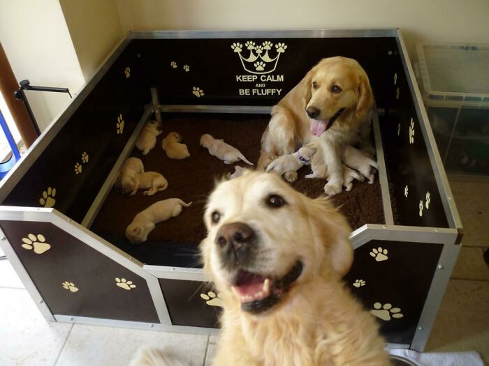 So Today I Was Taking A Photo Of A Litter Of One Week Old Puppies When I Got Photobombed By My Other Dog