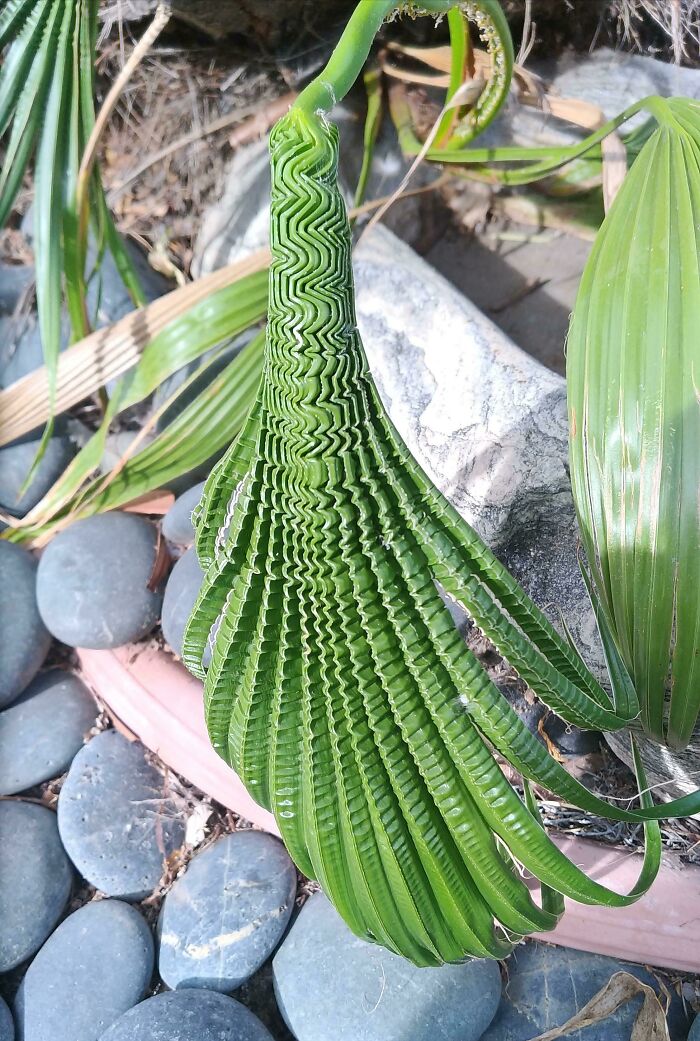 The Patterns On This Palm Frond