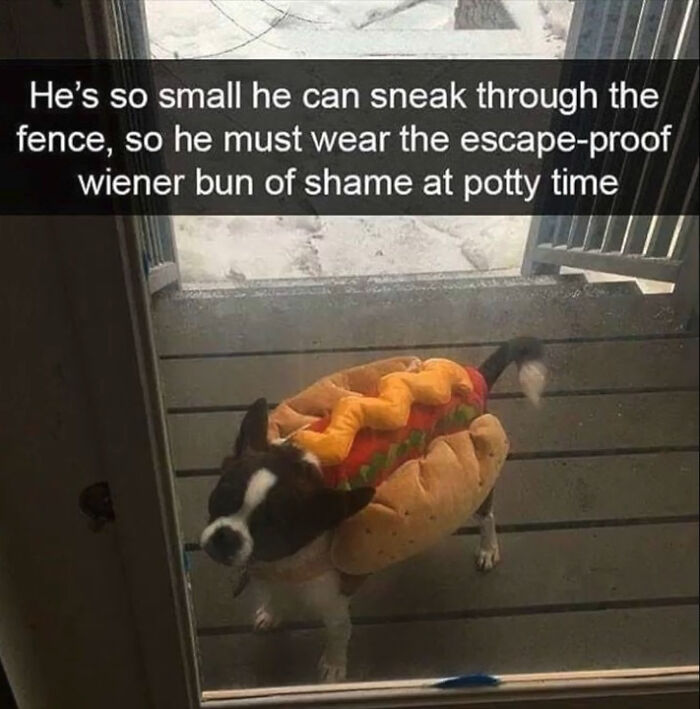 Escape Proof Wiener Bun