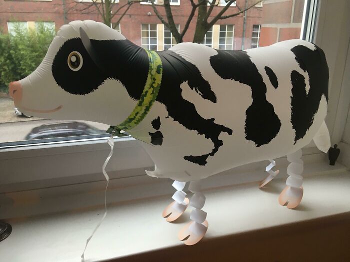 Cow Balloon With Italy-Shaped Spot