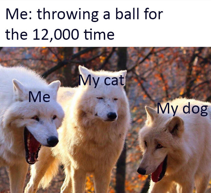 Dog-Owner-Memes